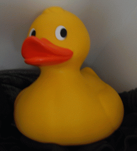 Ducky