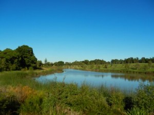 Sydney Park Wetlands