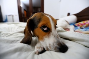 BeagleOnBed