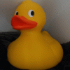 Ducky